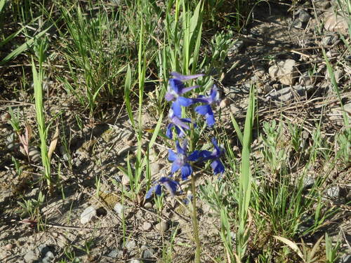 GDMBR: Penstemon.